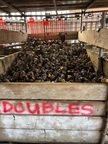 Scaffolding scaffold - 10,